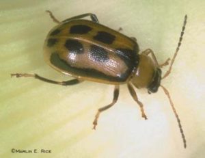 Marlin E. Rice Bean leaf beetle