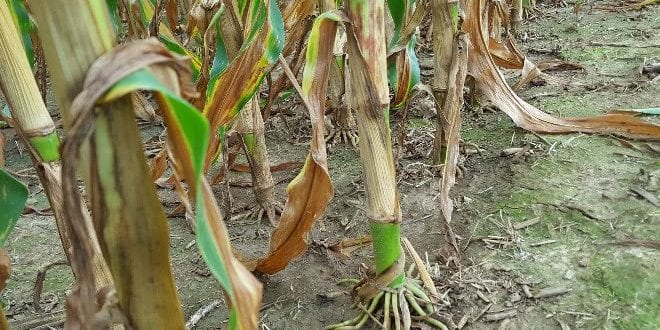 Fields that have experience excessive rainfall, ponding, and saturated soils could be exhibiting symptoms of nitrogen deficiency.