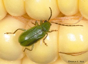 Northern corn rootworm beetle