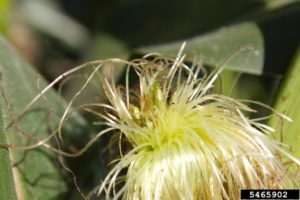 northern corn rootworm adult