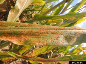 Conditions favorable for southern rust
