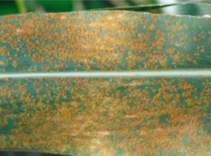 Southern rust spotted in eastern Corn Belt