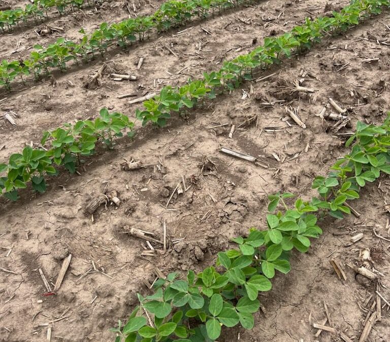 Enlist® Herbicide Tolerance and Soybean Symptomology—Get the Facts