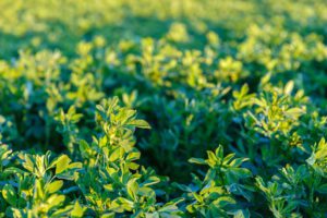 Alfalfa Stand Establishment series: The Importance of Field Selection