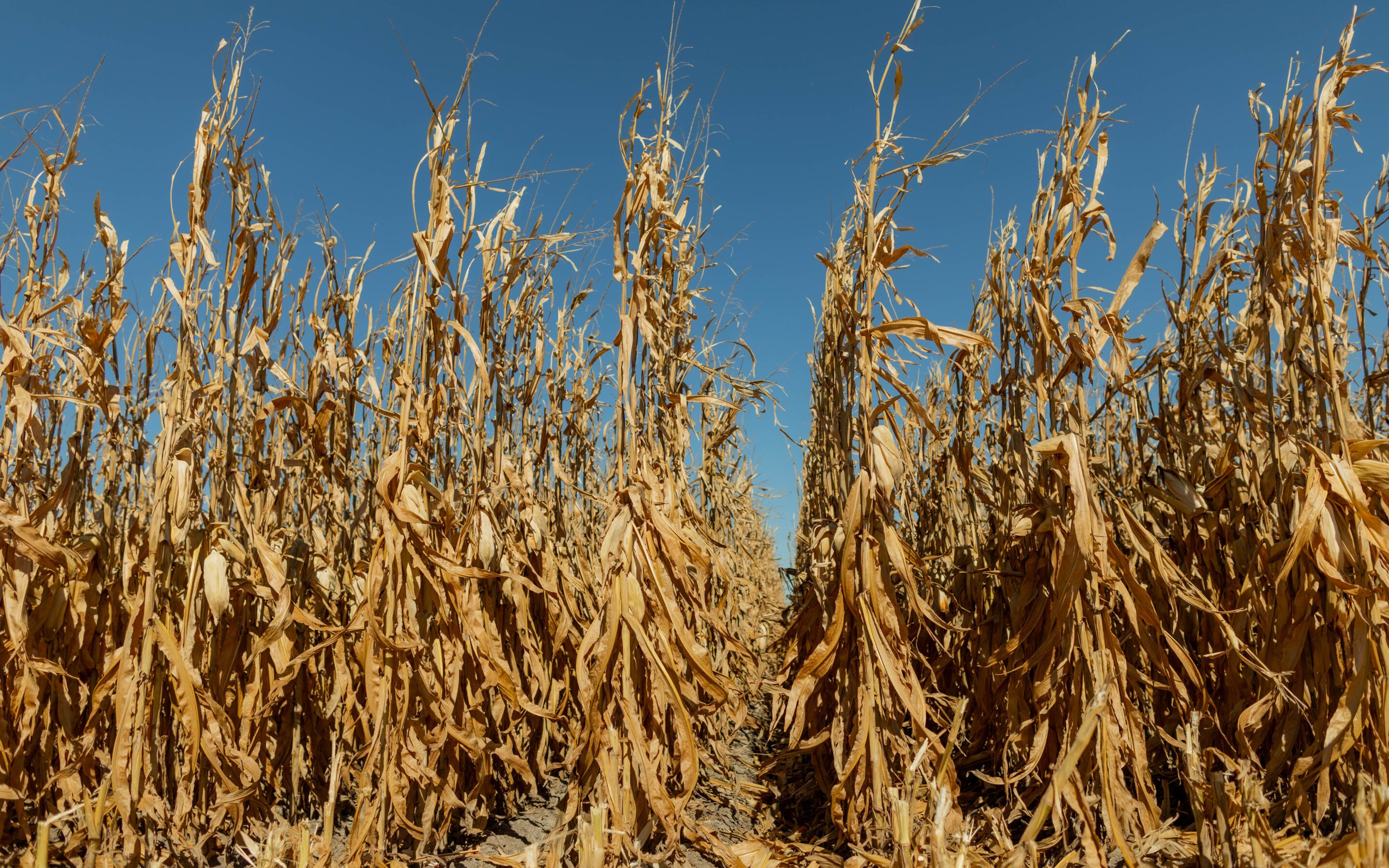 How Stalk and Root Deterioration Can Affect Harvest Plans