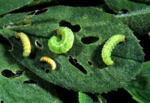 Alfalfa weevil larvae Purdue