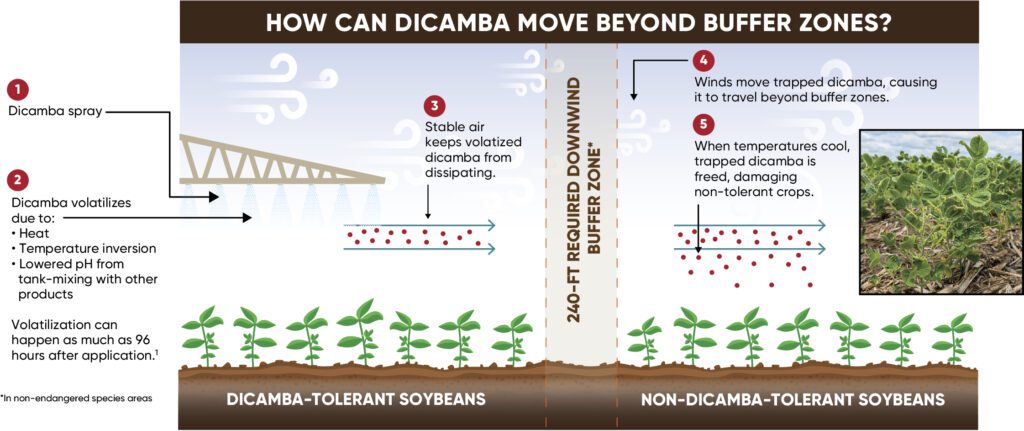 Understanding the Cause of Uniform Dicamba Symptomology in Non-Dicamba Soybeans