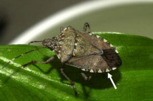 Adult brown marmorated stink bug. 