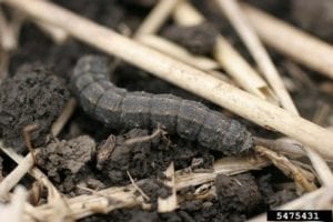Black Cutworms Threaten Corn Stands