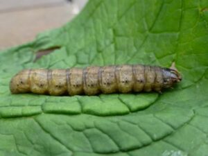 Black cutworm larva