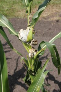 Common smut galls can form on most corn plant tissues.Image: D. Mueller