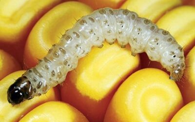 Corn borer larvae