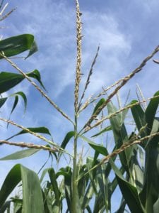 fungicide applications R1 corn