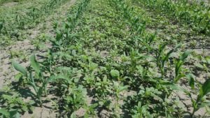 Maximize Yield Potential with Early Season Weed Control