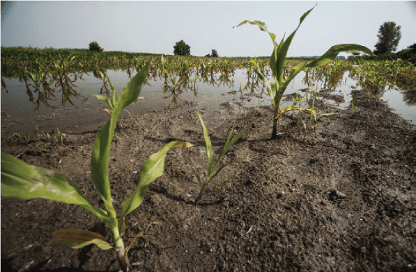 Flooding Impacts on 2024 Crops