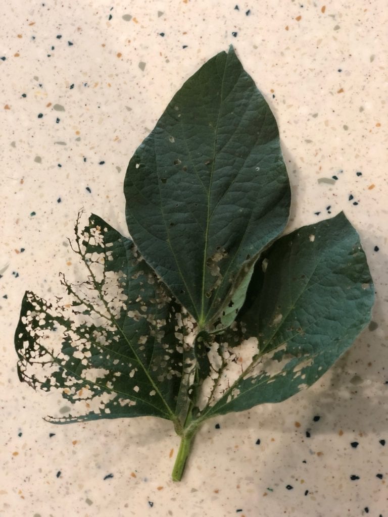 Japanese beetle damage on soybean leaf