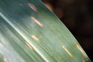 Rectangular gray leaf spot lesions delimited by leaf veins. Image: A. Sisson