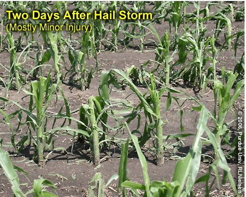 Hail damage - mostly minor injury. ©2006, Purdue University, R.L. Nielsen.