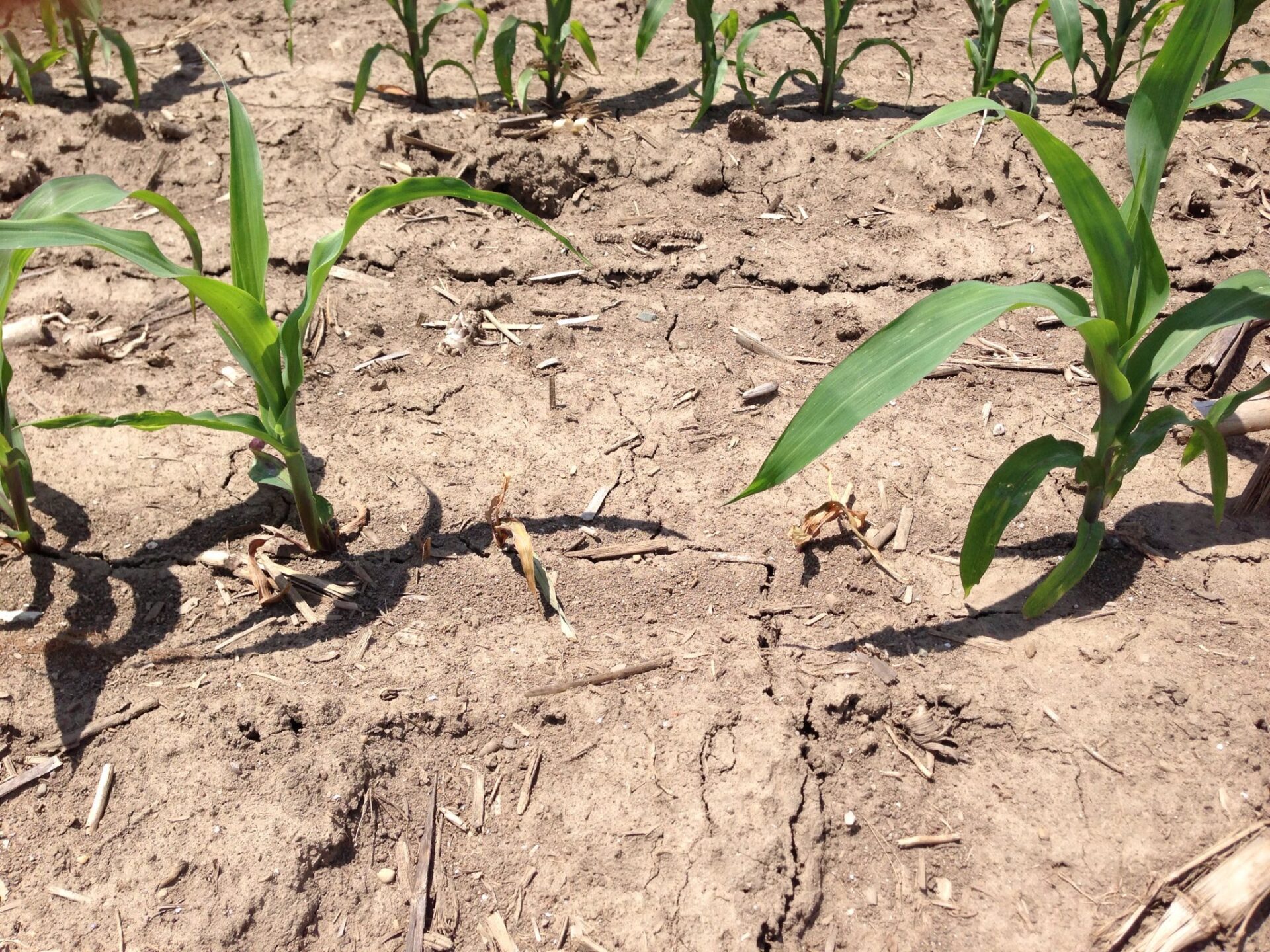Springtime Corn Seedling Diseases – Part 2