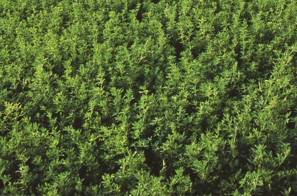 Best Practices for a Late-Summer Alfalfa Seeding