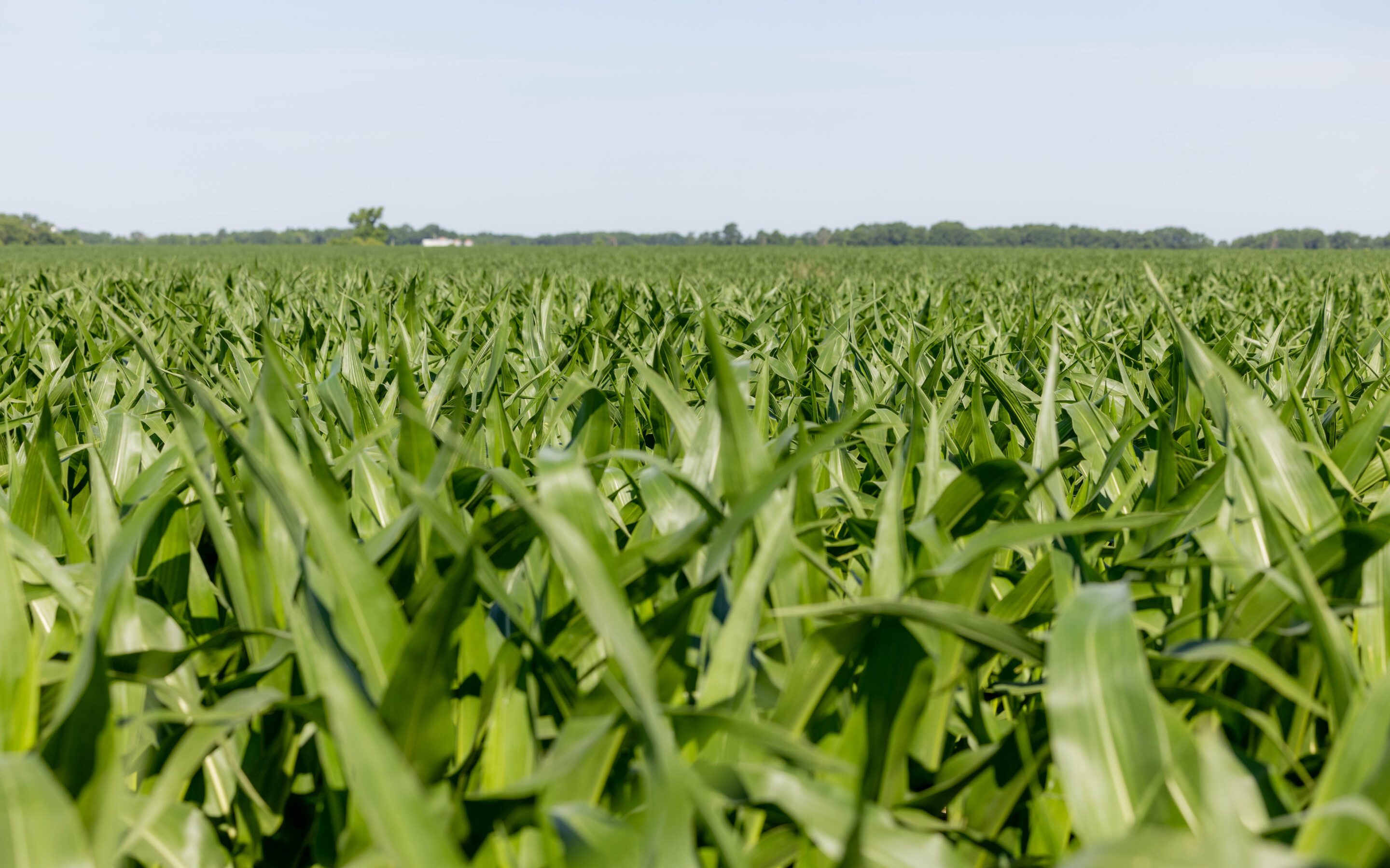 PowerCore® Enlist® Corn — Above-Ground Control That’s Truly Local