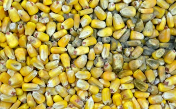 Moldy ears increase risk of mycotoxins, which have negative health effects for consumers and livestock.