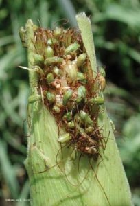 How to Manage Increasing Corn Rootworm Pressure