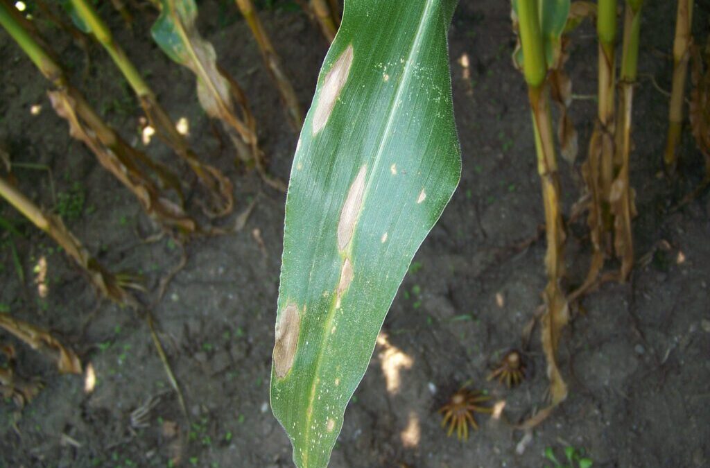 Disease Watch: Northern Corn Leaf Blight