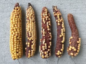 Prep for Harvest 2020: Look at kernel set