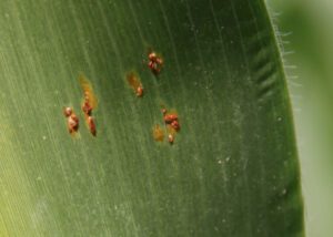 Pustules of common rust with brick-red spores. Image: A. Sisson