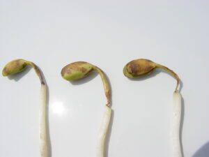 Soybean seedlings with damping off symptoms due to Pythium seedling blight