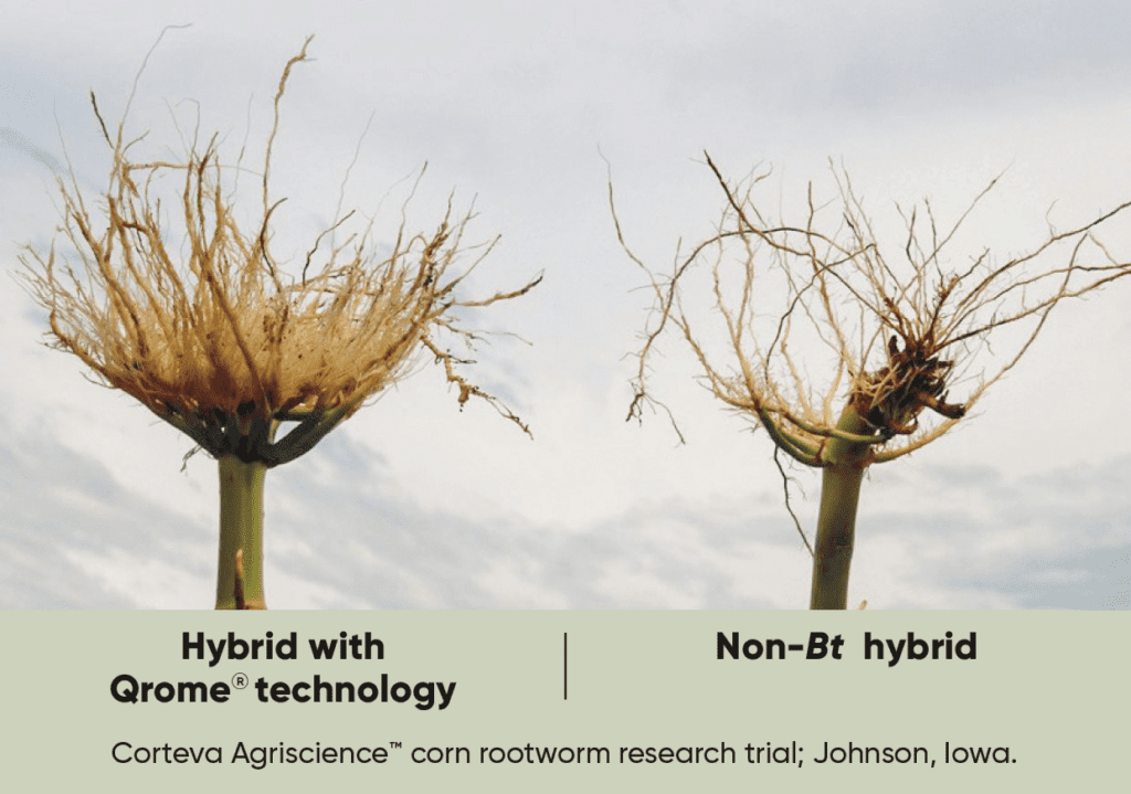 Hybrids with Qrome technology vs non-Bt hybrids