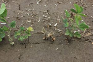 Damping off caused by Rhizoctonia seedling blight and root rot.Image: M. Chilvers
