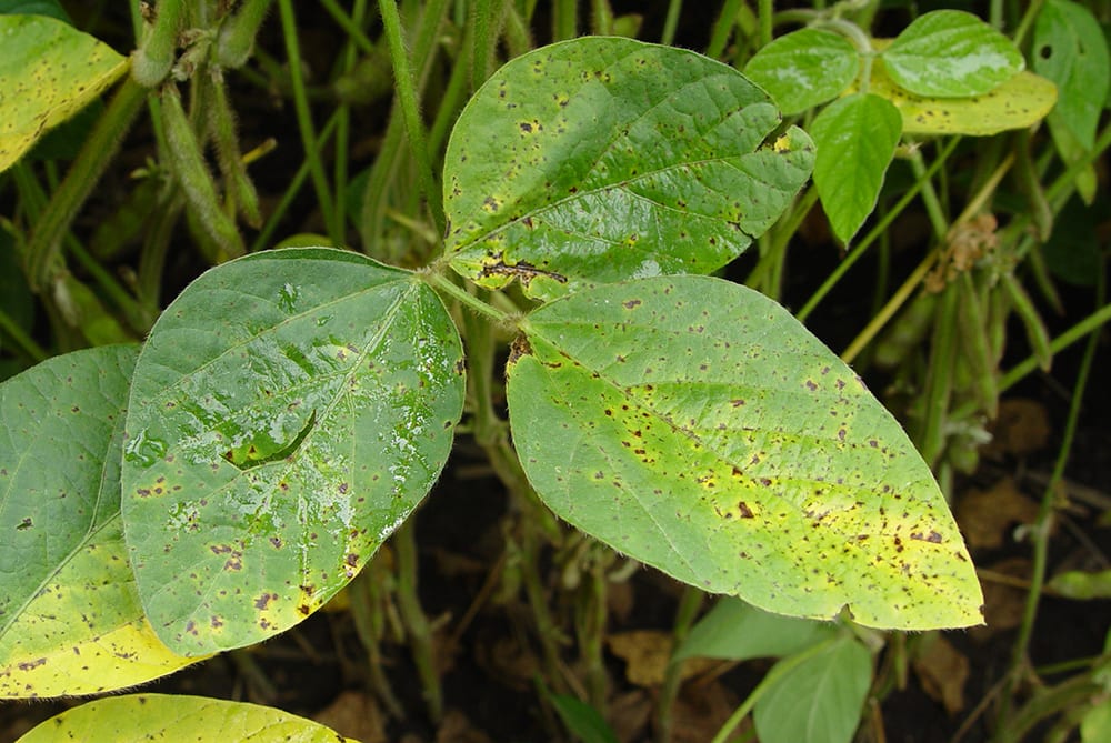 Brown Spot is a soybean disease that starts in the lower canopy and migrates up the plant.