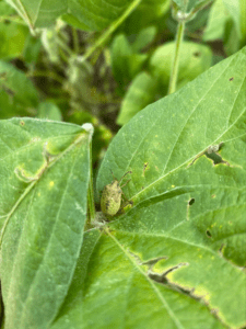Stink bugs in soybeans Aug 2021 Lexie Maloy