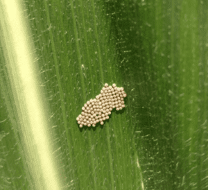 Scout for Western Bean Cutworm