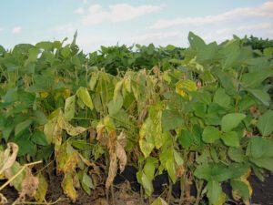 Soybeans wilting due to Phytophthora root and stem rot
