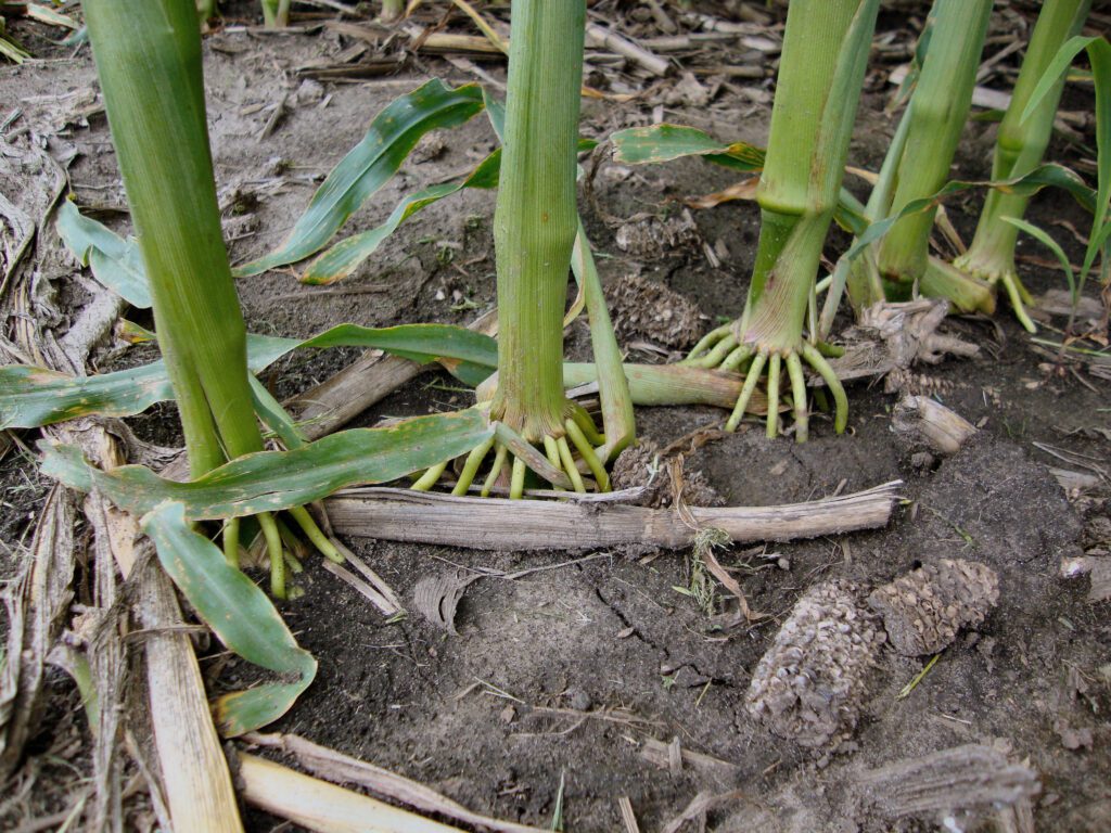 Corn plants with brace roots emerged from the 6th node.