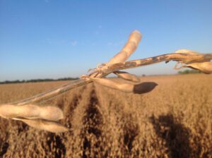 Anthracnose in soybeans