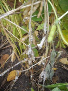 CROP: Soybean SUBJECT: Diseases DESCRIPTION: White mold on soybean plants, sclerotia forming underneath mold, sclerotinia stem rot, soybean diseases, fungi, sclerotia, injury, mycelia SOURCE: Madeline Henrickson