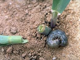 How to Scout for Black Cutworm Populations