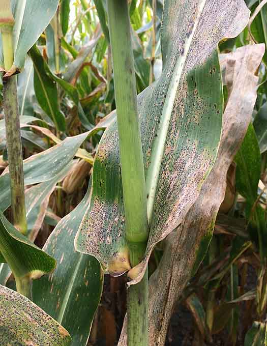 Corn leaves infected with tar spot