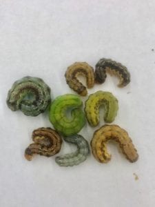 Expect late-season caterpillar infestations in corn