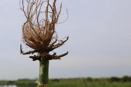 Corn roots pruned by corn rootworm larvae. Photo by Erin Hodgson, Iowa State University.