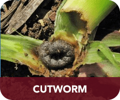 cutworm