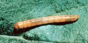 false wireworm larvae