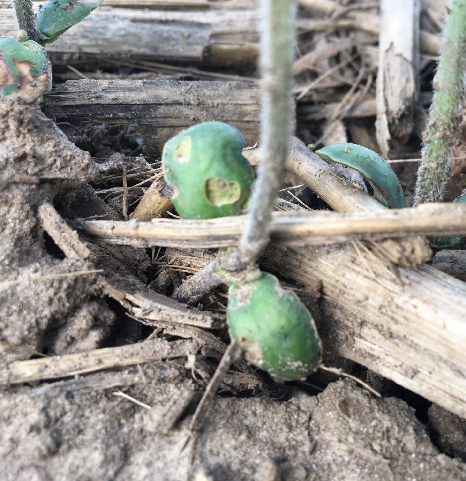 only fungicide seed treatment: injured cotyledon