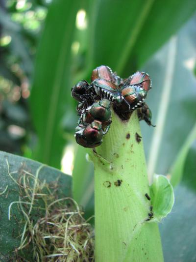 Figure 5. Japanese beetles often aggregate and feed on corn silks. Photo Mark Licht.