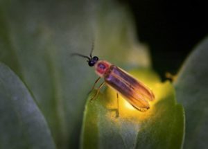 Have you seen lightning bugs?
