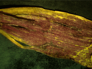 purple corn 3 kansas state